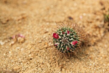 한국식물원의선인잔꽃입니다