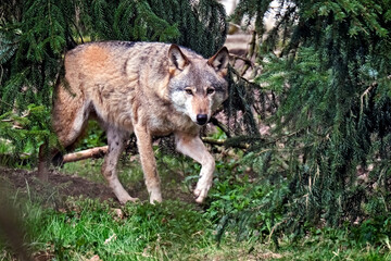 Europäischer Wolf ( Canis lupus )