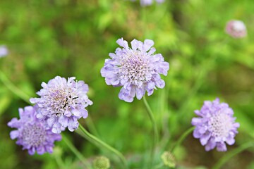 한국공원에핀꽃