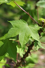 한국의식물들입니다