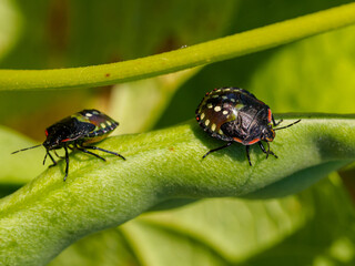 Southern Green Stink Bug - Nezara viridula - nymphs on a leaf