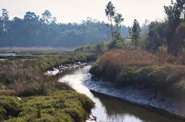 Paisagem com árvores