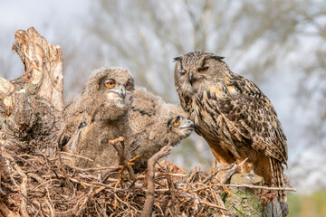 Mother and two beautiful, juvenile European Eagle Owl (Bubo bubo) in the nest in the Netherlands....