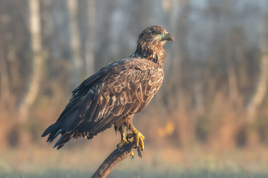 birkut (Haliaeetus albicilla)