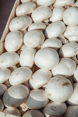 Close up shot of beautiful green vegetables on display in vendor's stall in fruit market in italy. neat rows of white portobello mushrooms.