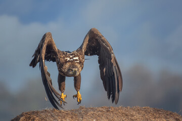 birkut (Haliaeetus albicilla) © arek0michalak
