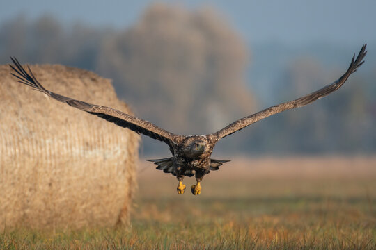 birkut (Haliaeetus albicilla)
