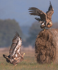 birkut (Haliaeetus albicilla) © arek0michalak