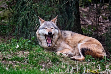 Europäischer Wolf ( Canis lupus ).