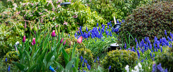 Szafirki i tulipany na wiosennej rabacie ogrodowej