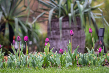 Wiosna w ogrodzie, kwitną tulipany, w wiklinowych koszach rośnie agawa