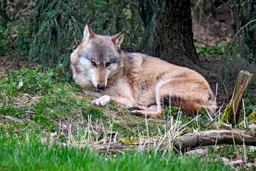 Europäischer Wolf ( Canis lupus ).