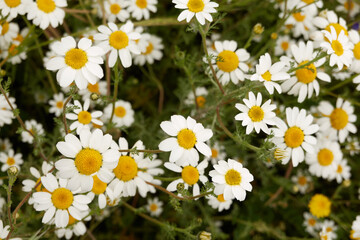 Field of daisy flowers in the Meaques Retamares Environment, near the Valchico Lagoon, in Madrid. Spain