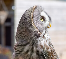 Great grey owl close up