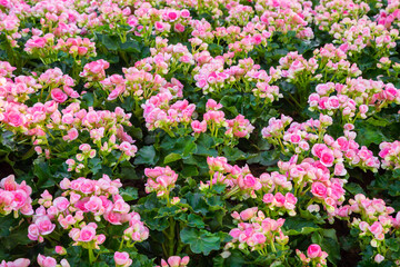 Obraz premium Spring scenes of red and pink begonia blooming flowers.