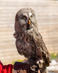 Great grey owl perched on hand