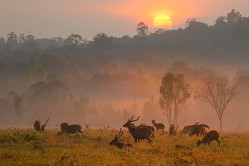 Family Sunset Deer at Thung Kramang Chaiyaphum Province, Thailand