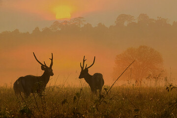 Family Sunset Deer at Thung Kramang Chaiyaphum Province, Thailand