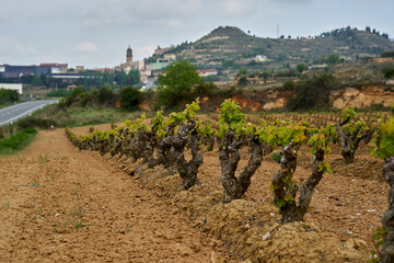 Fototapeta na wymiar cepa viejas en un viñedo junto a la localidad de la rioja alavesa de Labastida