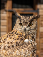 Close up long eared owl