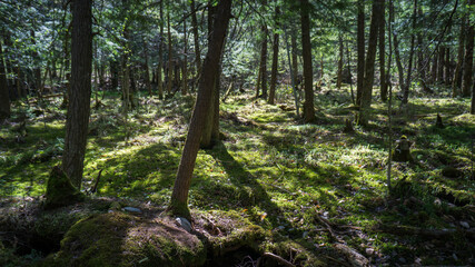 Obraz premium the green undergrowth of the Mont Chauve hike, in spring. This trail is located in Mont Orford national park in Quebec, Canada