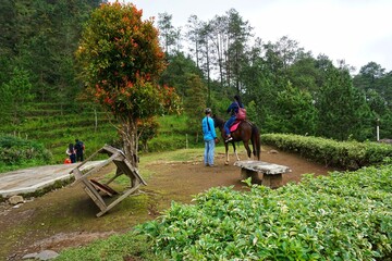 Semarang, December 6, 2020; Tourists on horseback exploring the Gedung Songo temple in Bandungan, Ungaran. Indonesia