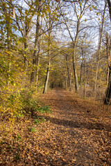 Obraz premium Autumn pictures of a park with colorful trees in Leipzig, Germany,Saxony