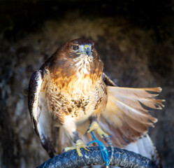 Harrier in shelter opening wings