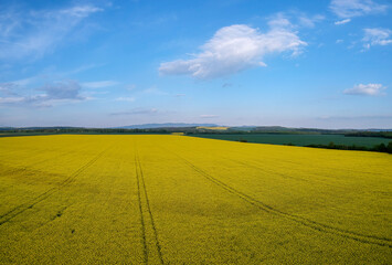 Obraz premium Yellow rapeseed field in bloom at spring