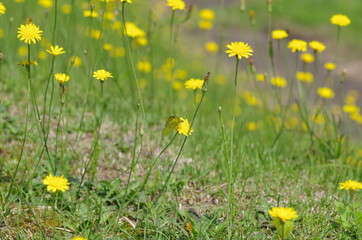 黄色い花にとまる黄色いチョウ