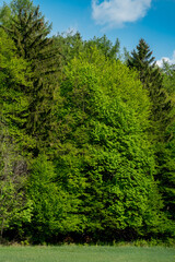 Beautiful nature at spring in the green forest