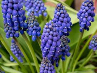 Blaue Traubenhyazinthen bl&uuml;ht im Fr&uuml;hling 