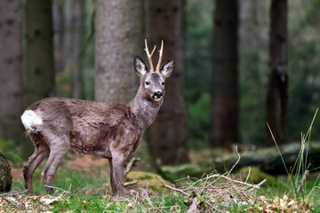 Reh ( Capreolus capreolus ).