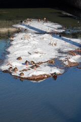 Winter view of the icy and snowy park and river landscapes in Leipzig, Saxony, Germany b