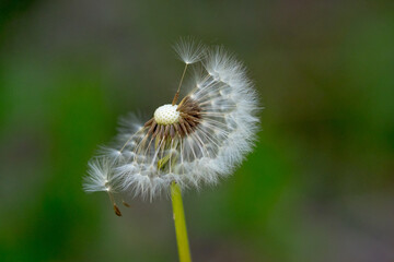 close-up on a dandelion head with a shallow depth of field