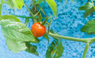 lovely tomato tree with blue background