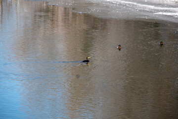 Winter view of the icy and snowy park and river landscapes in Leipzig, Saxony, Germany b