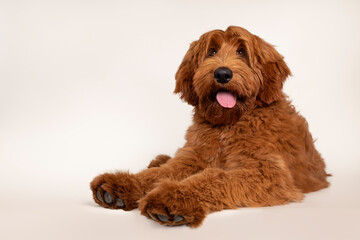 Handsome male apricot or red Australian Cobberdog aka Labradoodle, laying down with paws over edge. Looking friendly beside camera. Black nose, pink tongue out. Isolated on champagne background.