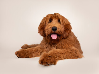 Handsome male apricot or red Australian Cobberdog aka Labradoodle, laying down with paws over edge. Looking friendly straight to camera. Black nose, pink tongue out. Isolated on champagne background.
