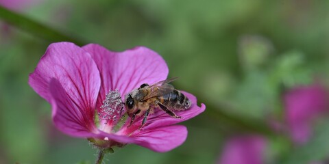 abeille sur mauve 1