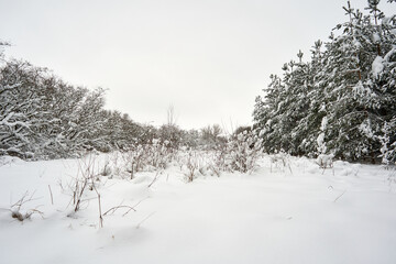 Snow-covered trees in the mountains