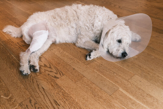 trauriger Hund mit Halskragen und Verband nach Operation