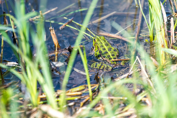 frog in the grass
