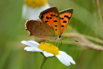 papillon sur marguerite 2