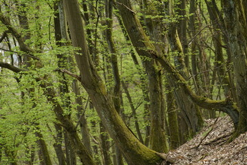 Fagus, Buchen Wald im April oder Mai mit Austrieb der jungen hell grünen Blätter