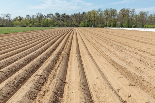 plowed aspargus field before harvesting