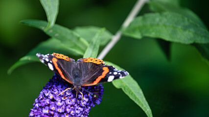 butterfly on flower