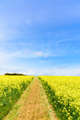 Obraz premium さわやかな菜の花畑