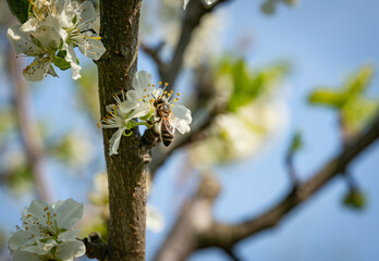 Insekten und Bienen - Biene auf einer Obstblüte im Frühjahr.