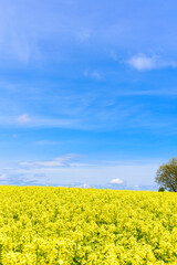 Obraz premium さわやかな菜の花畑